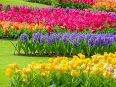 many different colored flowers are in the grass