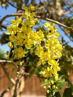 some yellow flowers are hanging from a tree