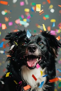 a black and white dog is surrounded by confetti