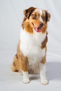 a brown and white dog sitting on top of a white floor