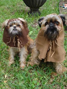 two small dogs dressed up in costumes