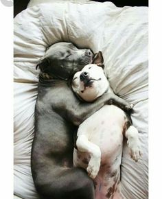 two dogs cuddle together on a white comforter in the shape of a pillow