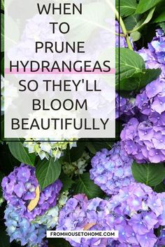 purple flowers with the words when to prune hydrangeas so they'll bloom beautifully