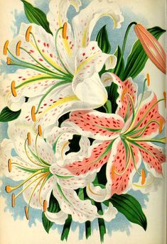 an illustration of white and pink lilies with green leaves on a blue sky background