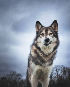 a wolf standing on top of a snow covered ground next to trees and clouds in the background