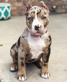 a brown and white dog sitting on top of a cement floor next to a brick wall