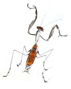 an insect is standing on its hind legs