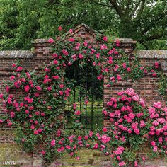 a brick wall with pink flowers growing on it