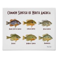 a poster with different types of fish on it