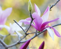 pink and white flowers blooming on a tree branch