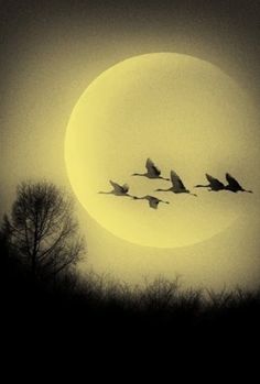 a flock of birds flying in front of a full moon with trees on the other side