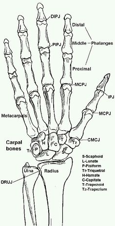 the bones of the hand and wrist are labeled in this diagram, with labels on each side