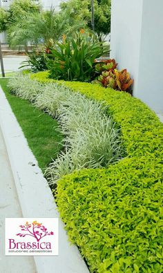 a long row of green plants next to a white wall and sidewalk with buildings in the background