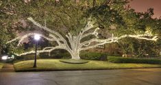 a lighted tree in the middle of a street