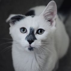 a black and white cat with blue eyes