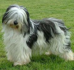 a black and white dog standing on top of a lush green field