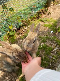 two rabbits are being fed by someone's hand in front of a wire fence