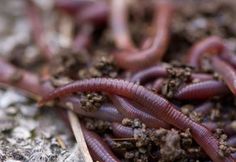 worms crawling on the ground with dirt around them