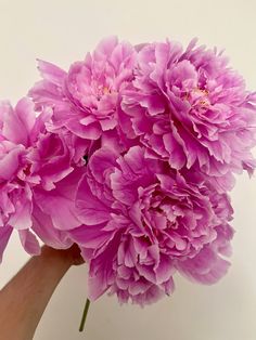 a hand holding pink flowers against a white background