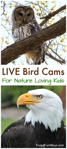 an eagle sitting in a tree with the words live bird cams for nature loving kids