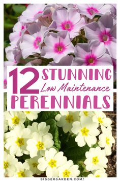 Uncover 12 Low Maintenance Perennial Flowers For Your Garden that offer long-lasting color with easy upkeep. Plant Combos, Perennial Flowers, Echinacea Purpurea, Low Maintenance Landscaping, Plant Information, Butterfly Bush, Pollinator Garden, Flower Gardens