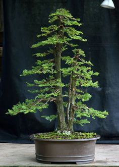 a bonsai tree in a pot on a table