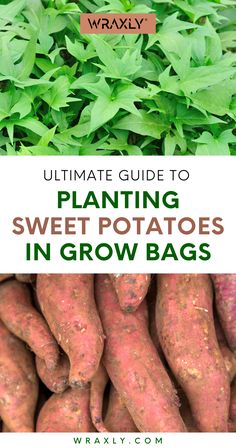 the ultimate guide to planting sweet potatoes in grow bags