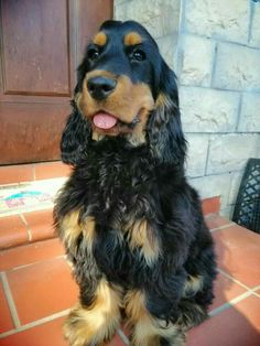 a black and brown dog sitting on top of a tiled floor