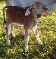 a baby calf standing next to an adult cow