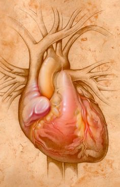 an image of the heart in color and with blood running down it's side