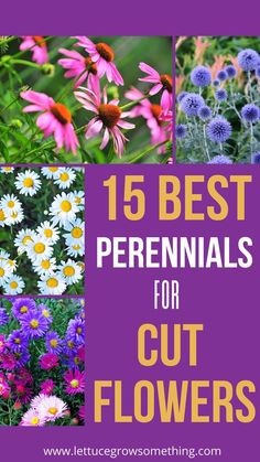 best perennnial cut flowers Hanging Garden Ideas, Lettuce Grow, Growing Cut Flowers, Beautiful Wall Hanging, Vegetable Garden For Beginners, Perennial Flowers, Best Perennials, Flower Garden Design, Gardening Flowers