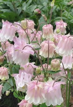 pink and white flowers blooming in a garden