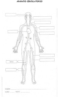 diagram of the human body with labels