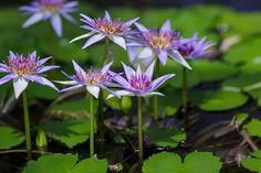 purple water lilies are blooming in the pond