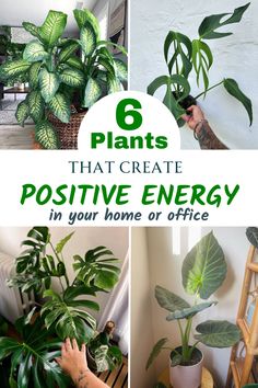 plants that create positive energy in your home or office