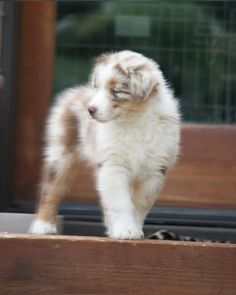 a white and brown puppy standing on top of a wooden step