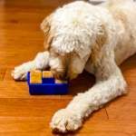 a white dog eating food out of a blue bowl on the floor next to it's owner