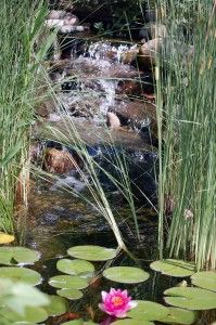 water lilies are blooming in the pond next to some grass and reeds