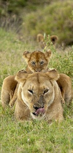 two young lions playing with each other in the grass, one is sitting on its back