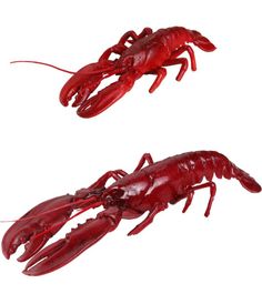 two red lobsters on a white background