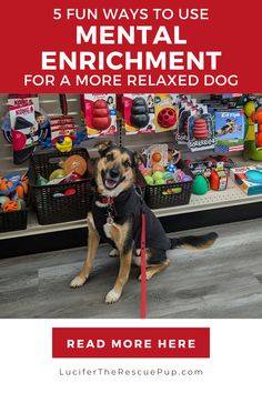 a dog sitting in front of a store with the text 5 fun ways to use mental enrichment for a more relaxed dog