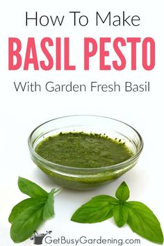 basil pest with garden fresh basil in a glass bowl on a white background and text overlay that reads how to make basil pest with garden fresh basil