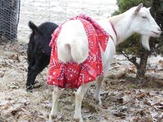 two goats standing next to each other on dry grass and leaves in front of a wire fence