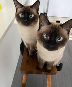 two siamese cats sitting on top of a wooden stool looking up at the camera