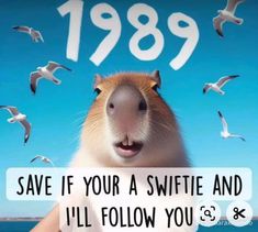 a capybara is surrounded by seagulls and the caption says, save if your a swiftie and i'll'll'll follow you