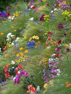 colorful flowers are growing on the side of a hill