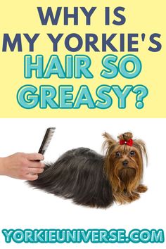 a yorkshire terrier sitting on top of a pile of hair with the words why is my yorkie's hair so greasy?