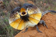 a lizard sitting on top of a rock with the words lizard gifts net above it