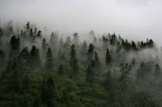 the trees are covered in thick fog