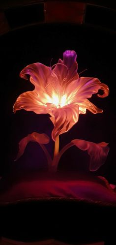 a flower that is lit up in the dark with some light coming from behind it